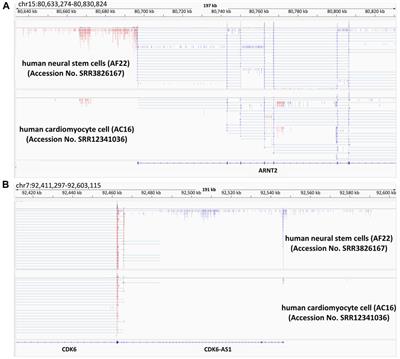 Emerging concepts involving inhibitory and activating RNA functionalization towards the understanding of microcephaly phenotypes and brain diseases in humans